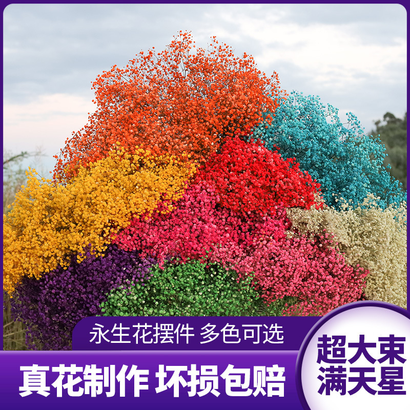 云南基地 永生花满天星干花 染色满天星干花材120g大束满天星