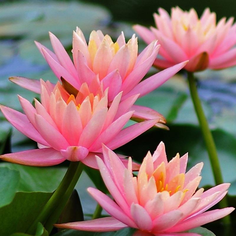 红花睡莲子午莲水生植物池塘莲花造景睡莲根块水培水体湿地绿化 鲜花速递/花卉仿真/绿植园艺 水生植物 原图主图