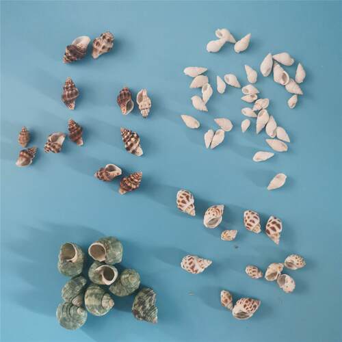 香薰蜡烛天然海螺贝壳大