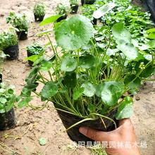 铜钱草绿植 盆栽 土培水培易活植物 庭院室内园艺花卉 铜钱草树苗