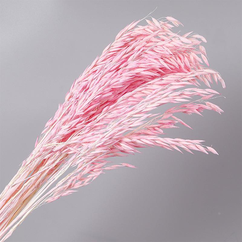 天然植物白色燕麦艺术麦穗干花干草花束永生花家居摆设拍摄道具定