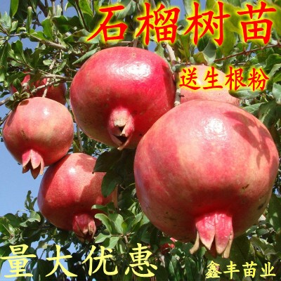 突尼斯庭院南方特大无籽石榴树苗