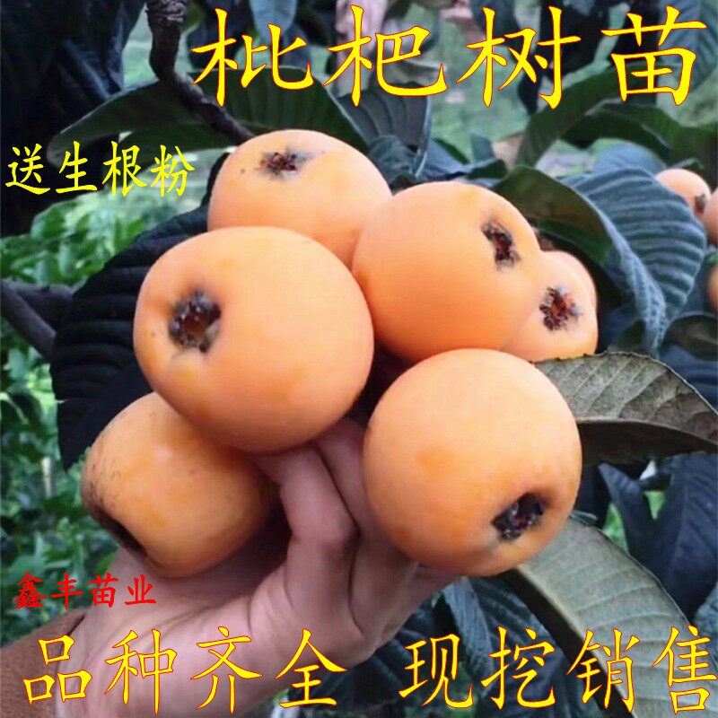南方四季嫁接盆栽地栽枇杷树苗