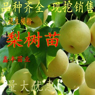 梨树果苗嫁接特大早酥红梨黄金梨南方北方种植地栽果树苗当年结果
