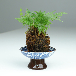 中国风青花陶瓷 花盆花盘苔藓球水仙专用花器花托架桌面花器摆件