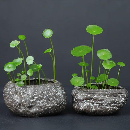 陶瓷简约无孔水培植物