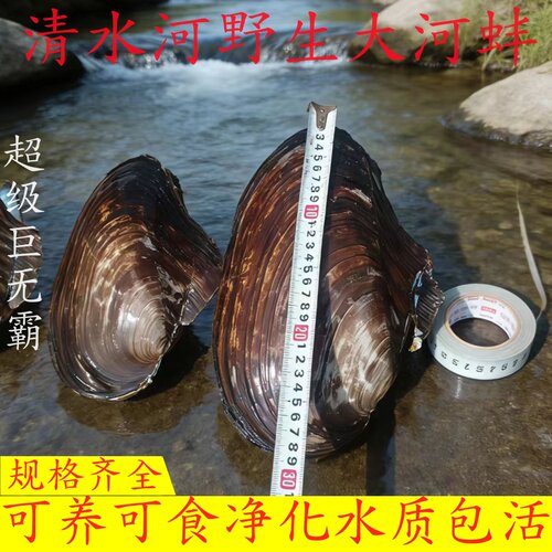 鲜活河蚌特大河蚌鲜活体可食用可鱼缸观赏鱼缸清洁专家
