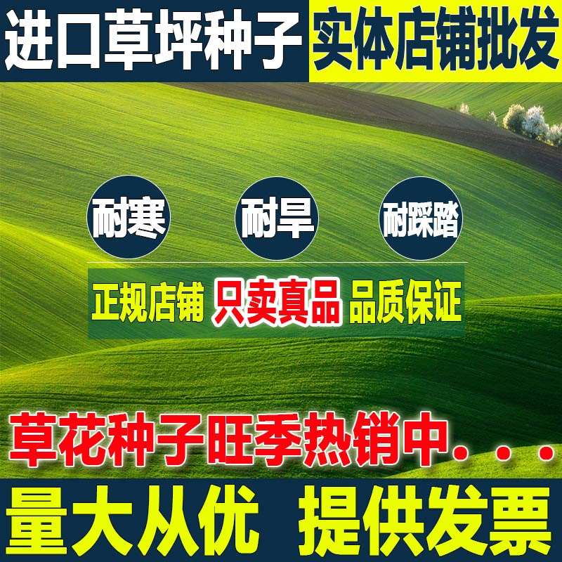 四季青草坪种子进口剪股颖狗牙根多年生护坡草籽护坡固坡草籽