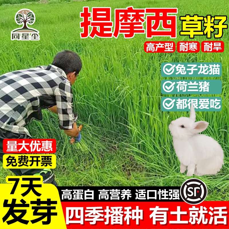 提摩西草籽兔子草种子豚鼠荷兰猪宠物多年生龙猫尾草养殖牧草种子