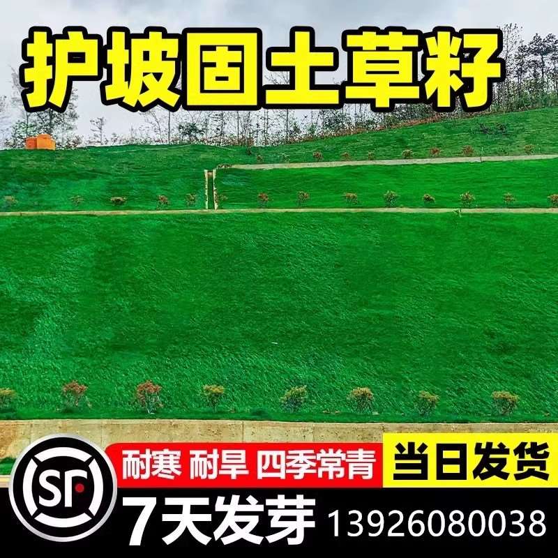 护坡固土草籽四季常青草坪种子狗牙根护坡绿化边坡道路复绿草种孑