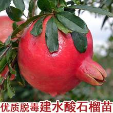建水酸石榴树苗硬籽石榴苗庭院盆栽地栽南北方种植当年结果果树苗