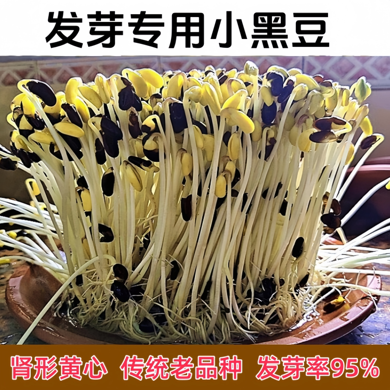 发芽专用小黑豆肾形黄心传统老品种发芽专用豆打豆浆生豆芽豆