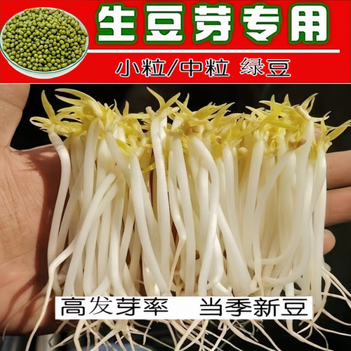 发豆芽专用绿豆生绿豆芽芽豆水培