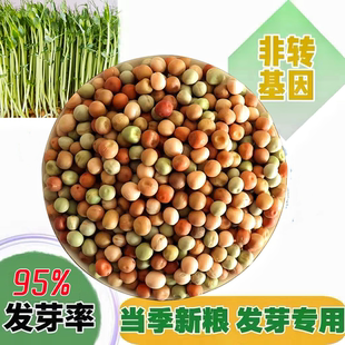 新红麻豌豆发芽专用豆豌豆尖豌豆苗多次采收水培土培四季芽苗蔬菜