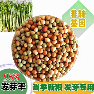 红麻豌豆苗专用豆四季水培芽苗菜