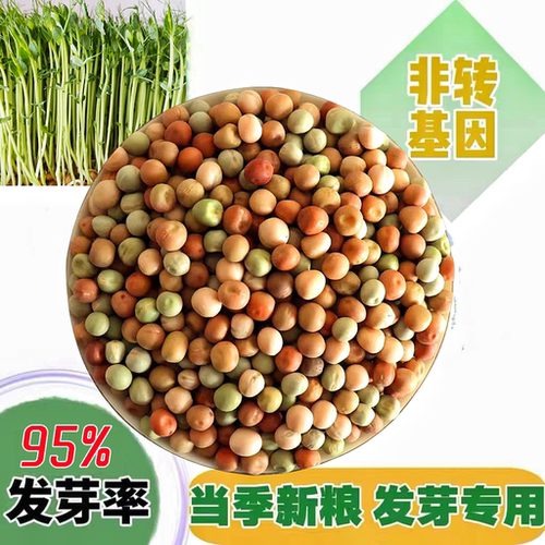 红麻豌豆苗专用豆四季水培芽苗菜