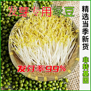 发芽专用绿豆生豆芽小绿豆长绿豆芽豆农家非转基因水培发芽专用豆
