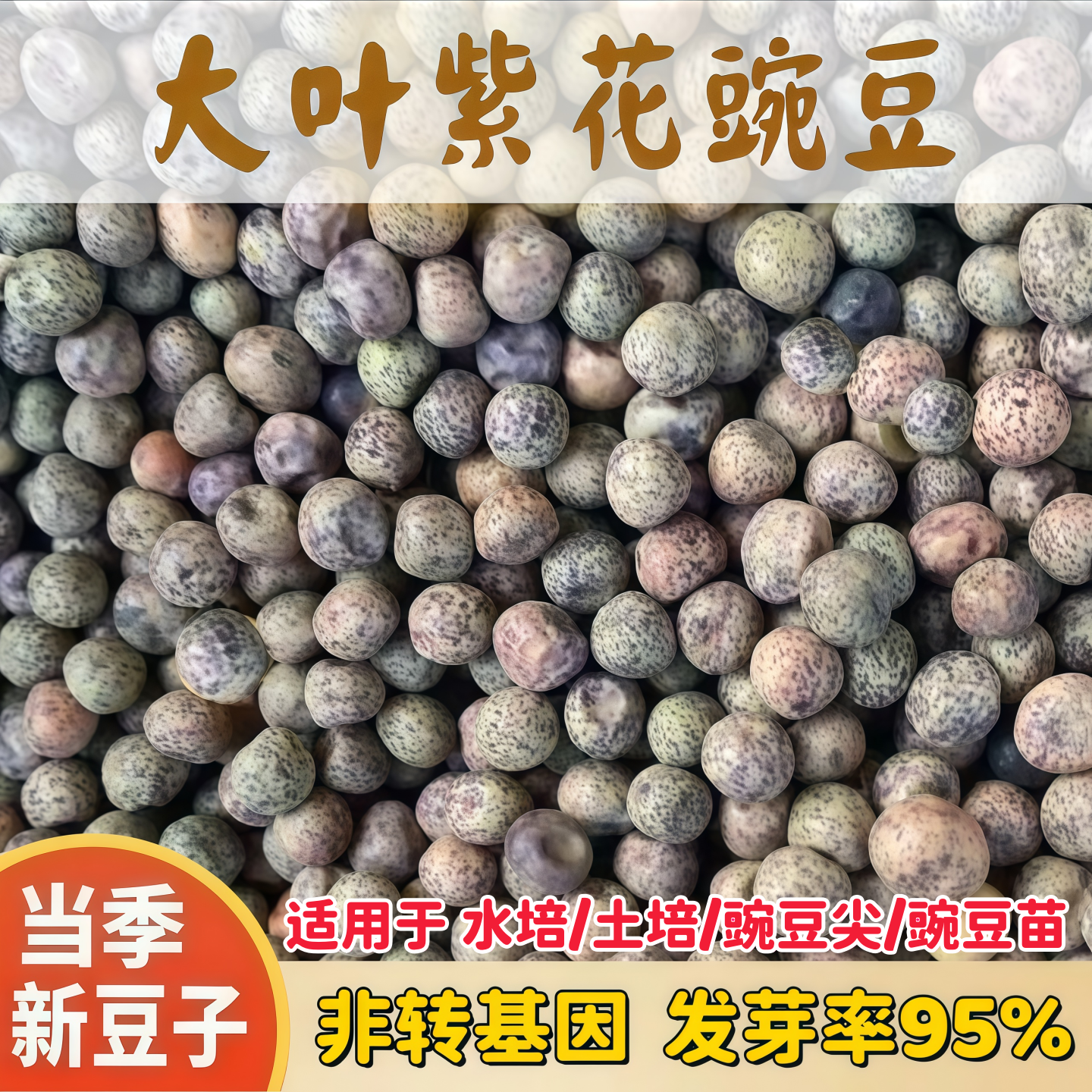 大叶紫花豌豆农家自种无须豌豆