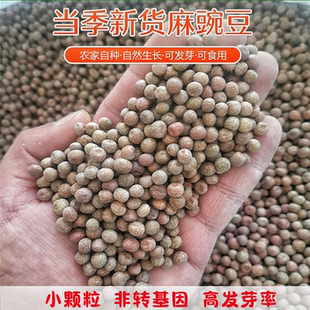 新货小粒麻豌豆农家自种水培豌豆苗1斤 5斤发芽食用干豌豆粒灰豆