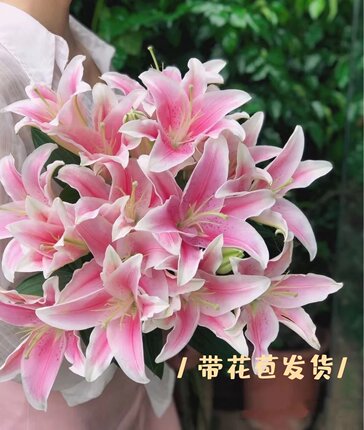 香水百合盆栽鲜花带花苞种球花卉植物庭院阳台浓香型开花绿植好养