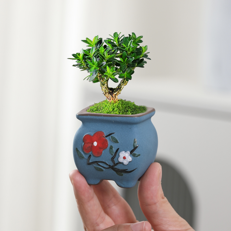 紫砂花盆陶瓷手绘多肉拇指盆