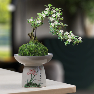 创意家用青花陶瓷小赤叶楠花盆带托盘文竹发财树蝴蝶兰盆栽盆景盆