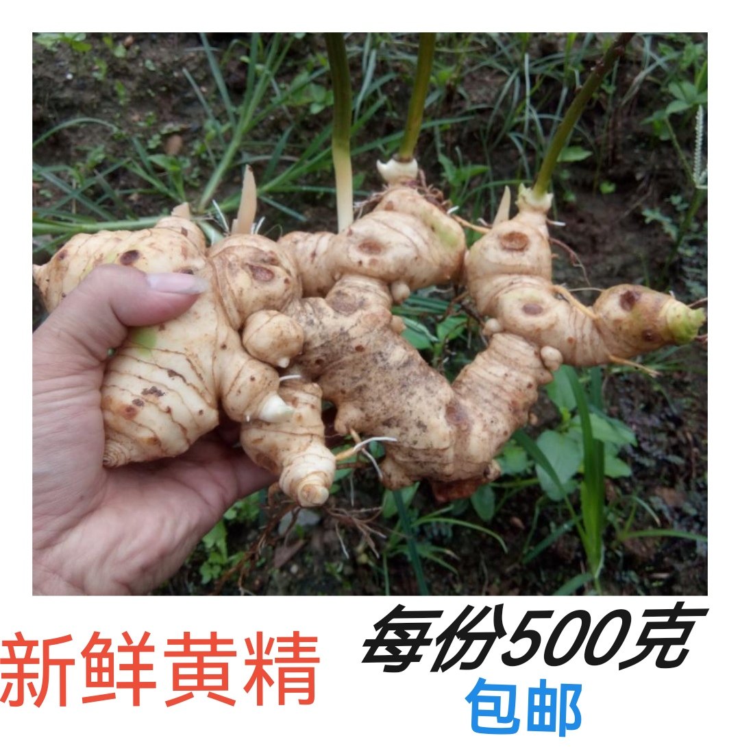 药食两用中药材5到12年新鲜姜型多花黄精老虎姜煲汤泡酒滋补品