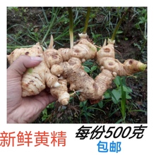 药食两用中药材5到12年新鲜姜型多花黄精老虎姜煲汤泡酒滋补品