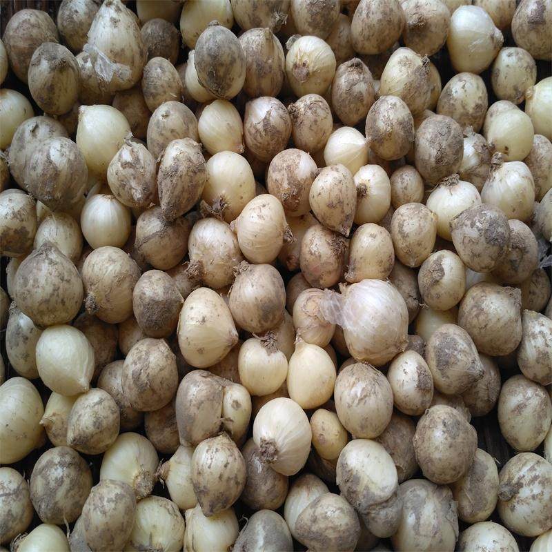 新鲜团葱炖肚子炖肉小蒜 苦茭 苦藠 洋葱 小根蒜苦蒜薤白头5斤装