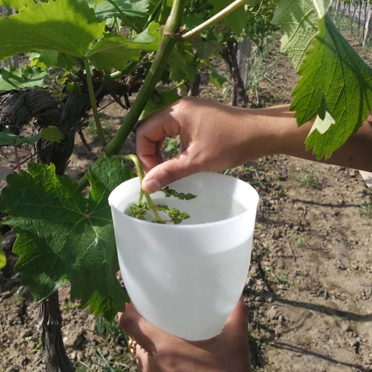 葡萄浸果杯葡萄园蘸药神器拉穗保果器阳光玫瑰膨大膨果器红提沾药