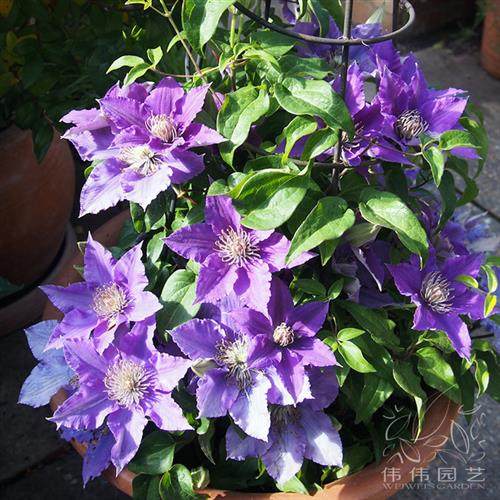 伟伟园艺 铁线莲啤酒 矮生盆栽花卉花园阳台吊篮栽培,鲜花速递/花卉仿真/绿植园艺,时令草本花卉,淘宝优惠券,粉丝福利购,淘宝优惠卷