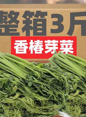 香椿芽咸菜山东特产新鲜腌制