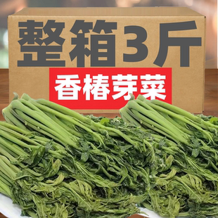 YZY香椿芽咸菜山东特产新鲜腌制香椿头茬红香椿芽盐渍下饭菜酱菜