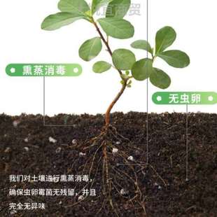 泥土盆栽100斤种菜菜盆土种植土壤种花纯天然绣球培土营养