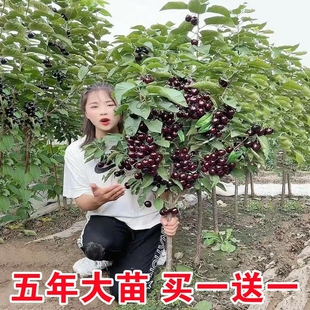 车厘子苗大樱桃树苗南北方种植盆地栽包结果易成活带土苗当年结果