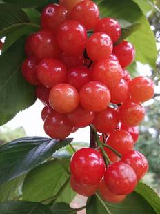 四川樱桃树苗嫁接树苗玛瑙红樱桃树苗乌克兰樱桃红妃樱桃基地直发