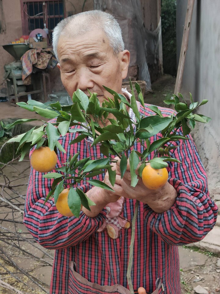 红美人柑橘树苗苗脐橙苗冰糖橙苗柠檬/柑橘类盆栽