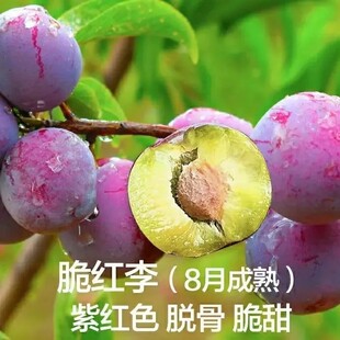四川汶川晚熟脆红李树苗脱骨李树苗脆红李嫁接苗红脆李树苗不包活