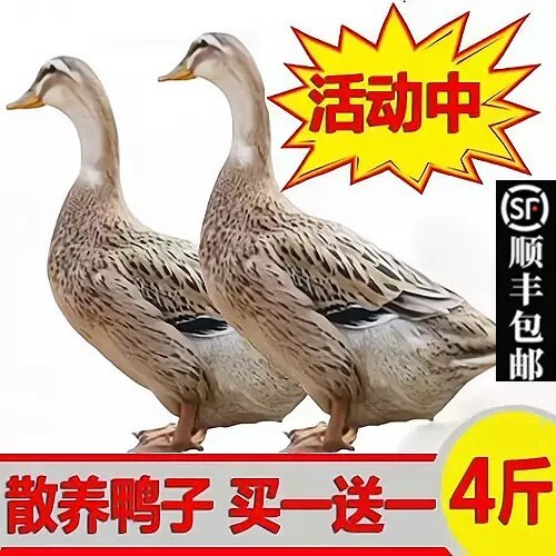 农家散养新鲜鸭子麻鸭