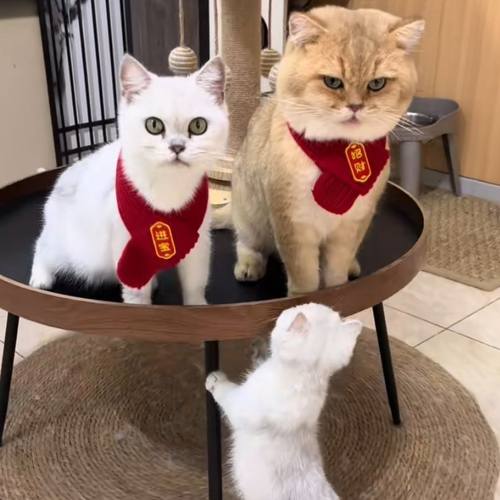 宠物围巾可爱小狗圣诞新年配饰diy狗狗保暖猫咪红色围脖逗猫棒