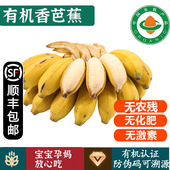 有机香芭蕉 香甜软糯健康无农残有机水果 顺丰到家