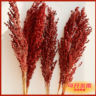 天然装饰拍摄道具高粱穗干花