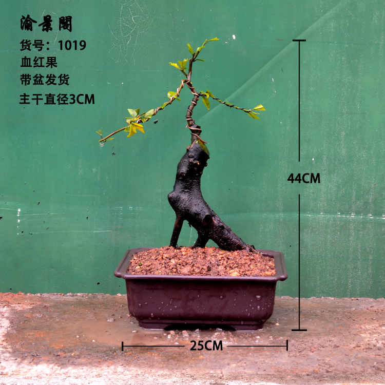 四川金弹子母桩重庆练手庭院