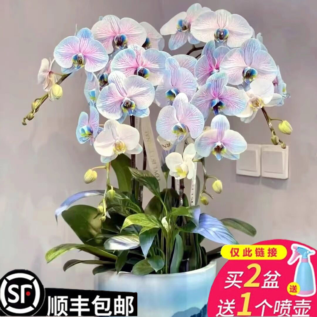 蝴蝶兰花苗带花剑大苗盆栽室内桌面阳台四季观花植物花卉当年开花