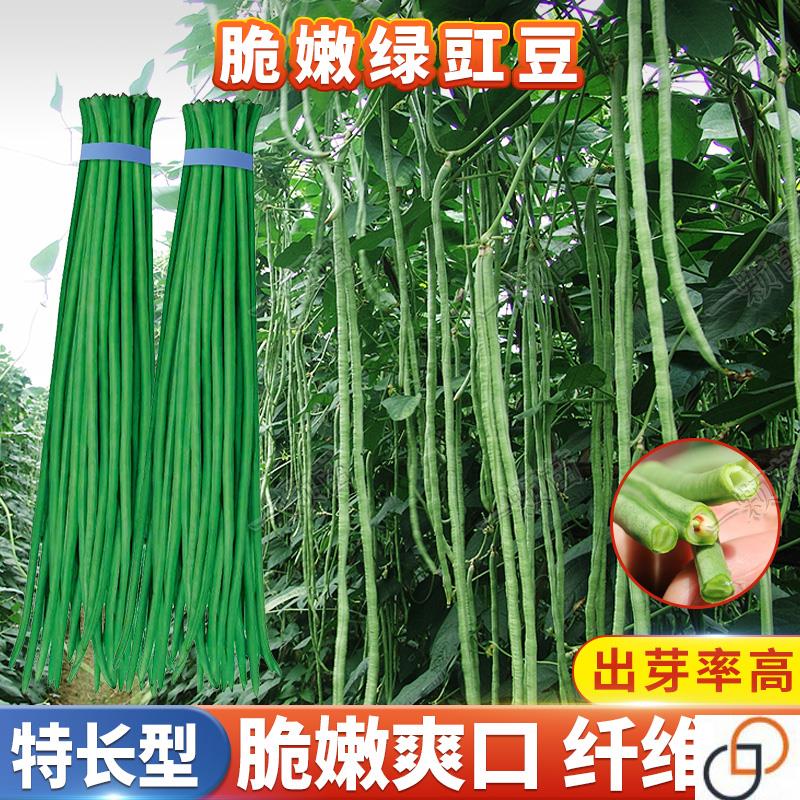 春季特长豆角种子豇豆种子高产早熟绿条四季豆角种籽大全蔬菜种孑