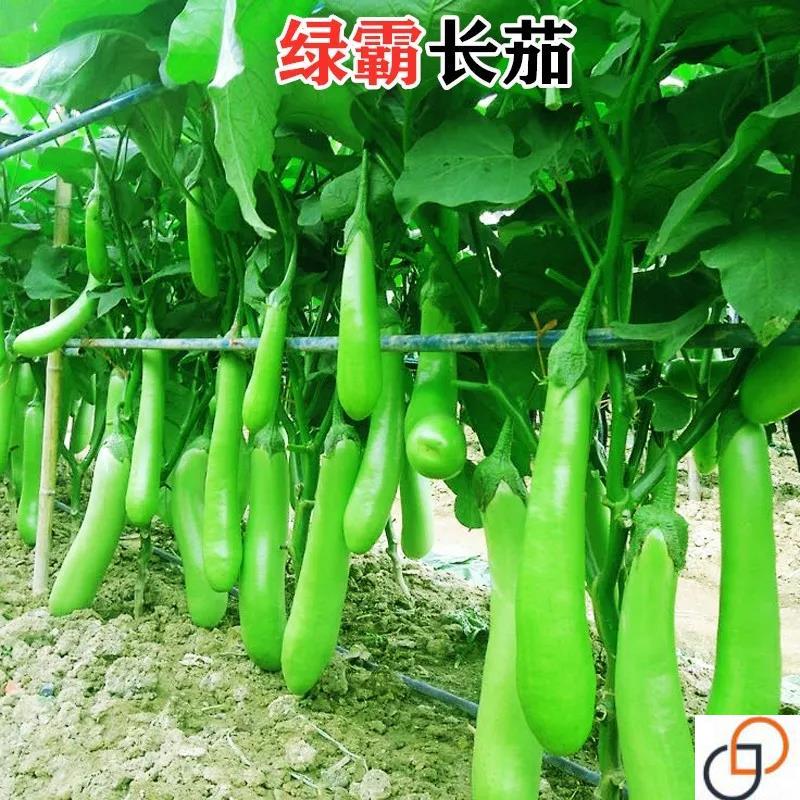 绿霸青长茄种子高产四季蔬菜种青茄子种籽水果绿美人茄耐寒春季播