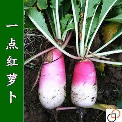 一点红萝卜种子甜脆水果罗卜种籽红皮水萝卜秋季四季播种植蔬菜孑