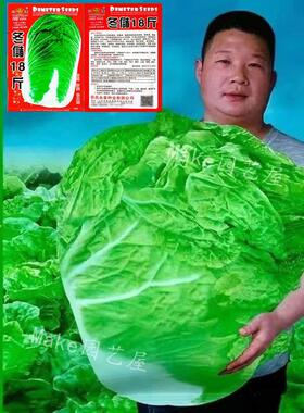 十八斤大白菜山东白菜籽冬季四季播大白菜抗病高产蔬菜白菜子