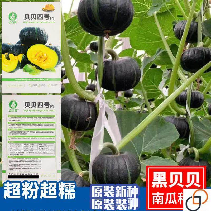 黑贝贝南瓜种子贝贝四号小南瓜籽高产超甜粉糯农家庭院蔬菜种子