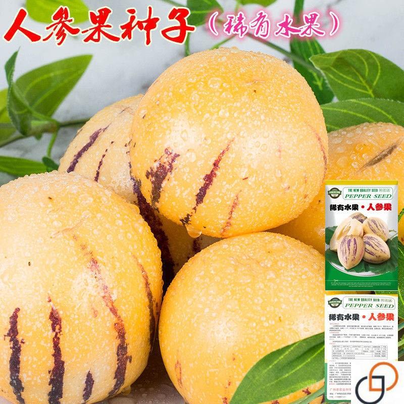 人参果种子 圆果黄肉人生果种籽苗庭院阳台盆栽四季播水果种子